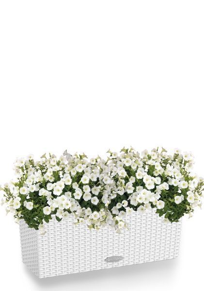 Петуния белая в BALCONERA Cottage 50 Петуния белая в BALCONERA Cottage 50
