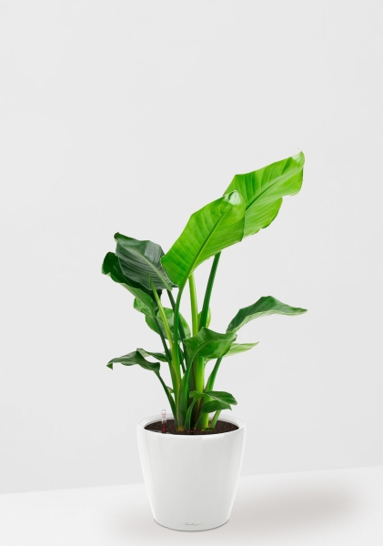 Стрелиция Николай 17/60 в CLASSICO LS 21 Стрелиция Николай 17/60 в CLASSICO LS 21