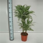 Драцена Вайт Джевел 2 ствола d19 см h85 см