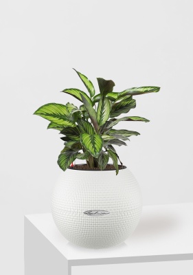 Калатея Принцепс в PURO 20, белый