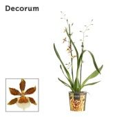 Орхидея Камбрия Голд Раш d12 см h65 см Орхидея Камбрия Голд Раш d12 см h65 см