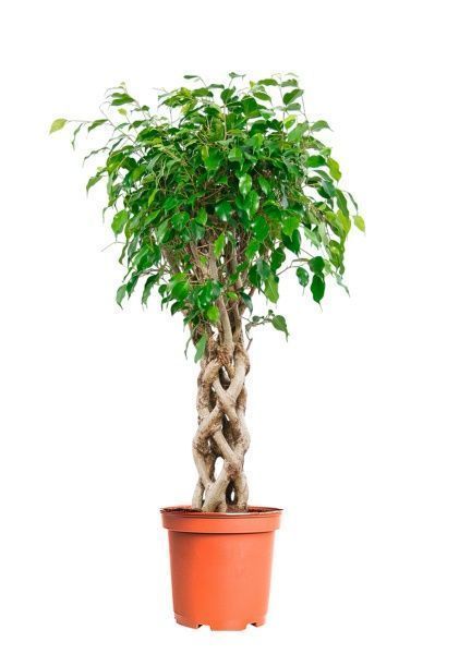 Фикус Бенджамина Экзотика цилиндр 31/130 см