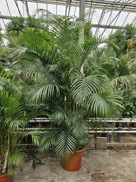 Хризалидокарпус Арека 60/320 см