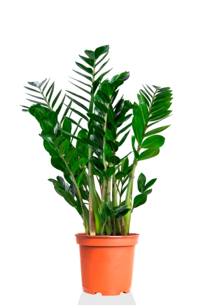 Замиокулькас 24/90 см