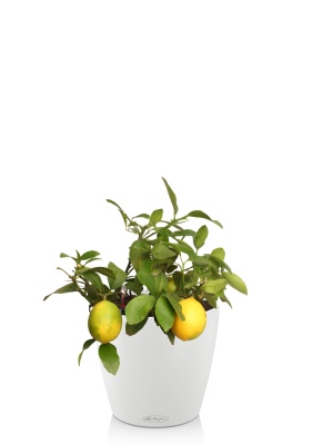 Цитрофортунелла Лимон 15/40 см в CLASSICO Color 21