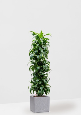 Драцена Дорадо бранч 34/170 см в CANTO STONE LOW 40