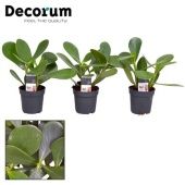 Клузия d7 см h18 см