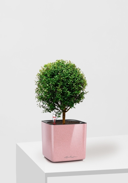 Мирт на стволе 12/30 см в CUBE Glossy Kiss 14