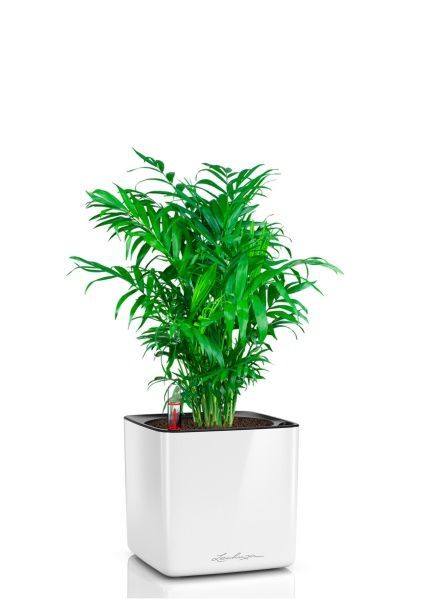 Хамедорея Элеганс 14/50 см в CUBE GLOSSY 16