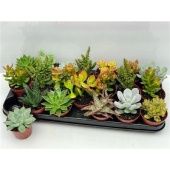 Суккуленты микс d8.5 см h9 см