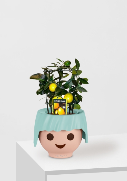 Цитрус Лимон на решетке 12/30 см в OJO Цитрус Лимон на решетке 12/30 см в OJO