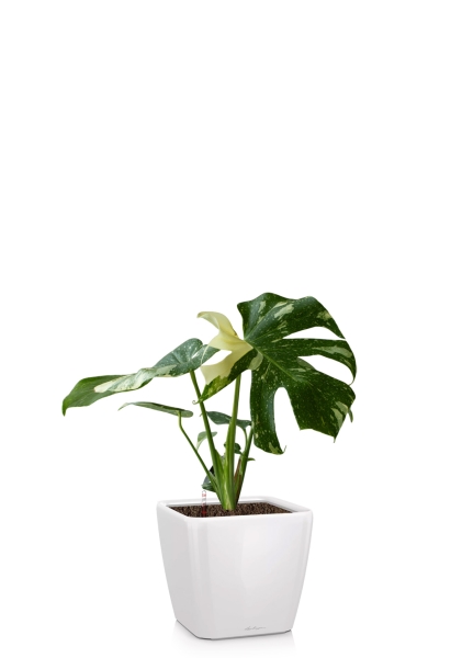 Монстера Делициоза вариегатная 15/45 см тип 1 в QUADRO LS 21