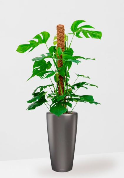 Монстера на опоре 27/130 см в RONDO 40