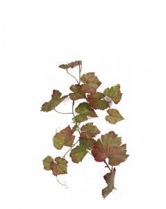 Виноградная гирлянда зелёная с прожилками бордо