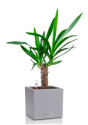 Юкка CANTO STONE 14/45 см Серый камень