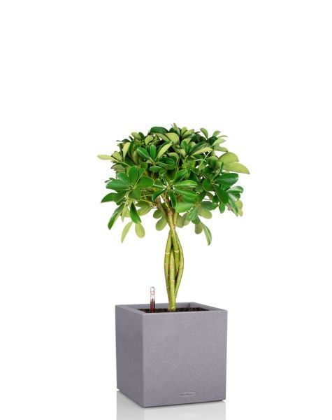 Шеффлера Нора 21/75 см в CANTO STONE LOW 30