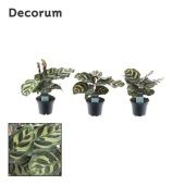 Калатея Макояна d7 см h15 см (decorum) Калатея Макояна d7 см h15 см (decorum)