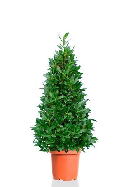 Лавр пирамида 25/100 см Лавр пирамида 25/100 см