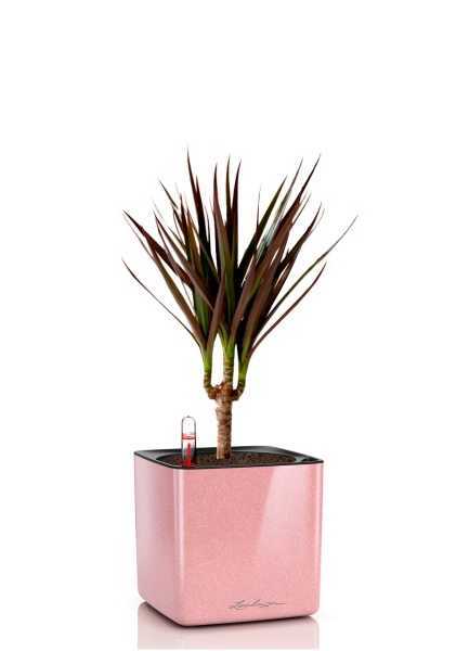 Драцена Маргината Маджента 1 ствол 12/40 см в CUBE GLOSSY KISS 14