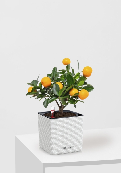 Цитрус Каламондин 12/30 см в CUBE Color 14 Цитрус Каламондин 12/30 см в CUBE Color 14