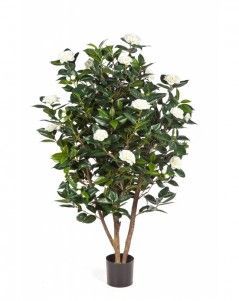 Камелия Японика кремовая