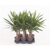 Юкка 1 ствол 30см Stam d15 см 60 см