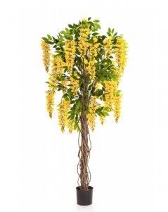 Вистерия лиана жёлтая