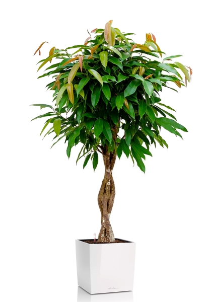 Фикус Биннендийка Амстел Кинг переплетенный 27/140 см в CUBE 30