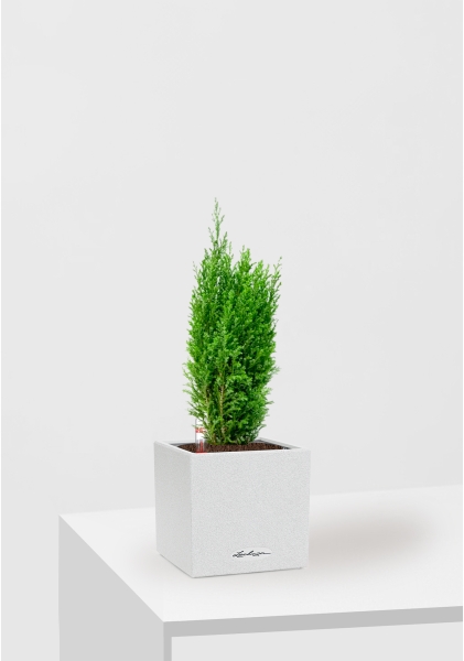 Кипарисовик микс 9 см в CANTO STONE 14