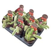 Хильдевинтера Коладемонис d10.5 см h13 см