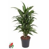 Драцена Улисес бранч разветвленная d21 см h90 см