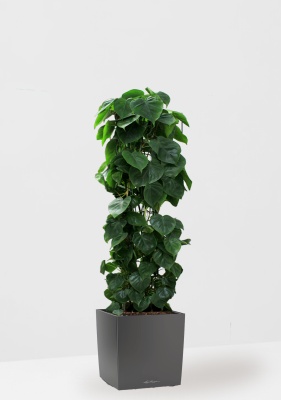 Филодендрон Сканденс на решетке 24/120 см в CUBE 30, антрацитовый металлик Филодендрон Сканденс на решетке 24/120 см в CUBE 30, антрацитовый металлик