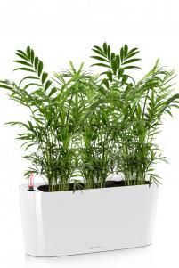  Хамедорея DELTA 20/40 см Белый блестящий