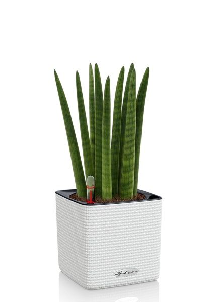 Сансевиерия Цилиндрика Спагетти 12/40 см в CUBE COLOR 14 Сансевиерия Цилиндрика Спагетти 12/40 см в CUBE COLOR 14