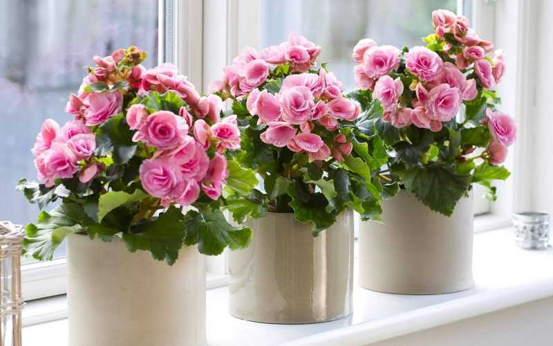 Цветущие растения в горшках — выбор для уюта и хорошего настроения Цветущие растения в горшках — выбор для уюта и хорошего настроения