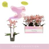 Фаленопсис 2 ствола Aromio Sweet 20+ (opti) d12 см h35 см