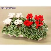 Цикламен Пикассо красный White Mix d11 см h22.5 см