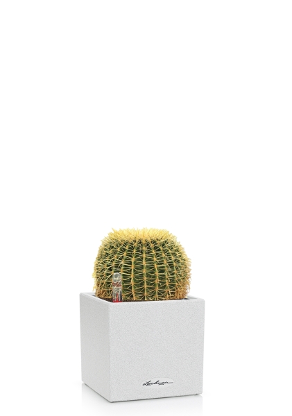 Эхинокактус Грузони 7/8 см в CANTO STONE 14 Эхинокактус Грузони 7/8 см в CANTO STONE 14