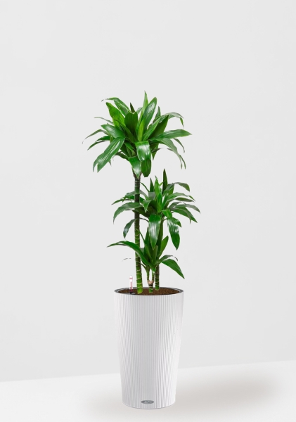 Драцена Джанет Крейг 3 ствола в CILINDRO COLOR 32