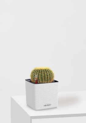 Эхинокактус Грузони 12/20 см в CUBE COLOR 14, белый