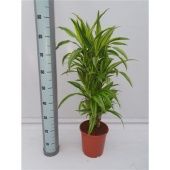 Драцена Лемон Лайм бранч разветвленная d24 см h90 см тип 2