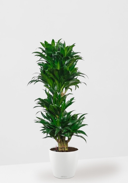 Драцена Компакта бранч 34/150 см в CLASSICO Color 43