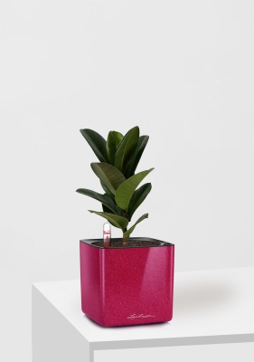 Фикус Эластика Кинг Конг 1 ствол 12/40 см в CUBE GLOSSY KISS 14