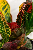 Кротон Петра 12/30 см в OJO Кротон Петра 12/30 см в OJO