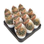 Ферокактус Hamatacanthus d6.5 см h8 см