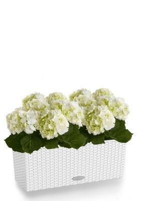 Гортензия кремовая для балконов и терасс в BALCONERA Cottage, белый