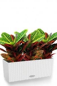 Кротон в Cottage 50