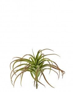 Тилландсия розетка зелёная с бордо припылённая