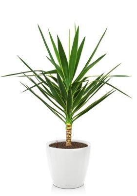 Юкка Пак в CLASSICO LS 35, белый блестящий Юкка Пак в CLASSICO LS 35, белый блестящий