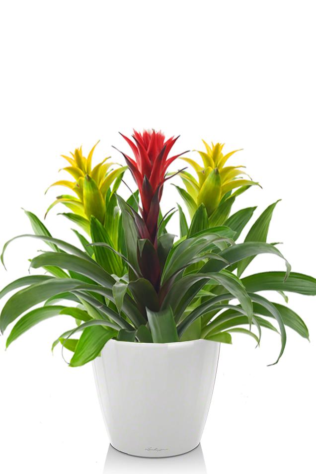 Гузмании микс в CLASSICO LS 21